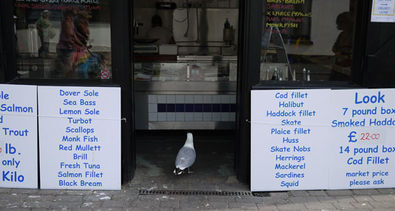 Gull in fish shop